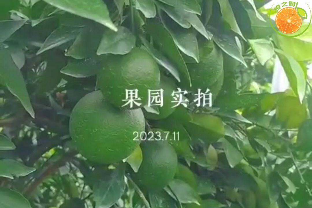 2023年7月11日赣南脐橙果园实拍视频