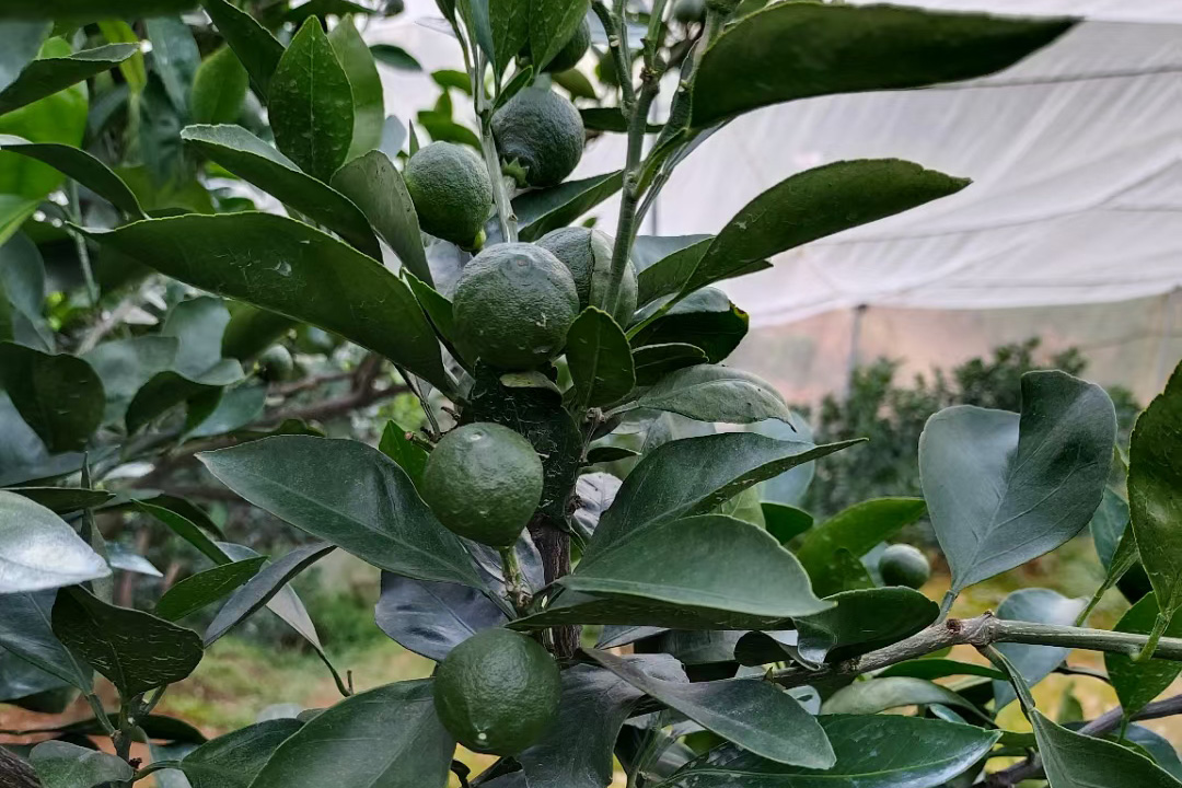 赣南脐橙在雷雨天气中需谨防异常落果