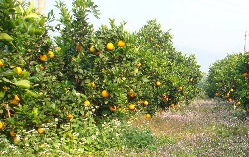 赣南脐橙种植技术：打造金色果园指南